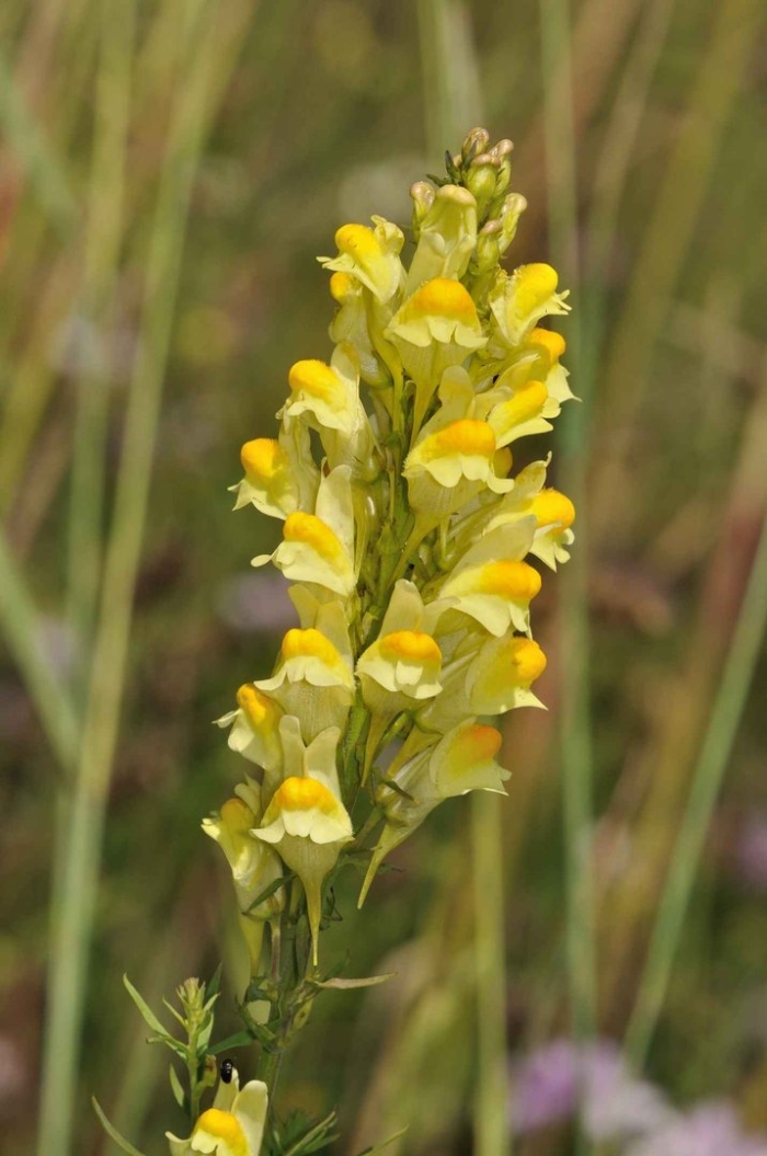 Льнянка обыкновенная linaria vulgaris