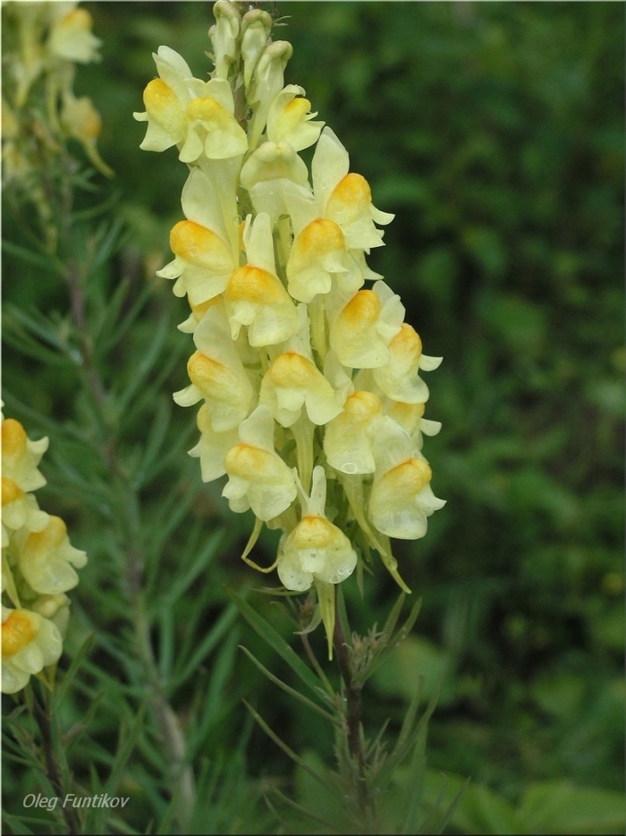 Дикий львиный зев