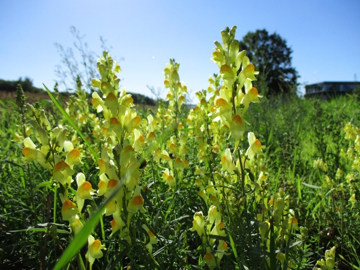 Львиный зев цветок