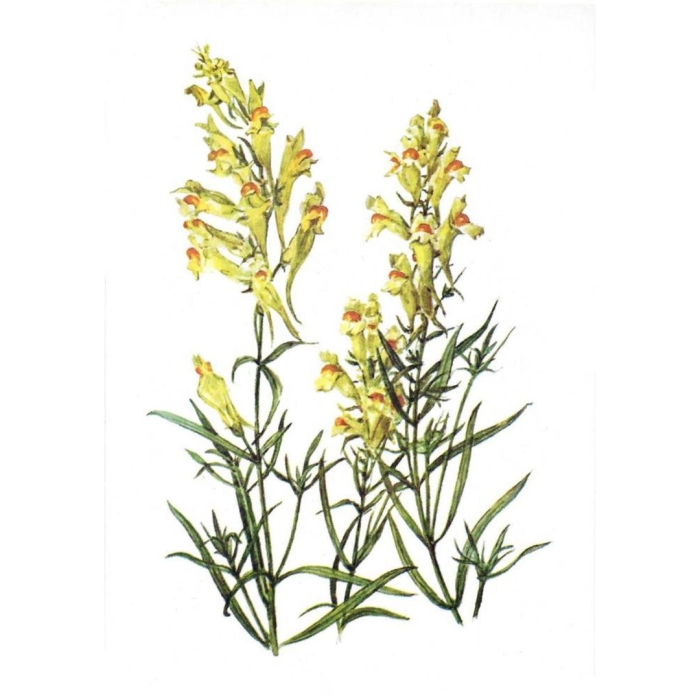 Льнянка обыкновенная linaria vulgaris