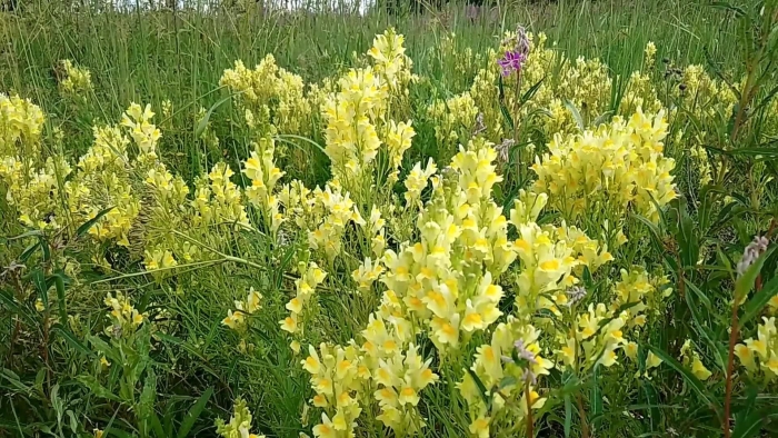 Льнянка подмаренник настоящий