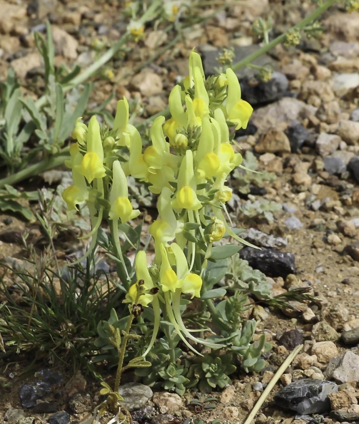 Льнянка неполноцветковая