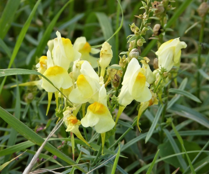 Льнянка обыкновенная linaria vulgaris