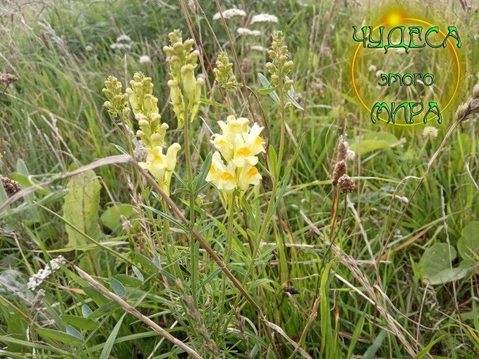 Льнянка меловая