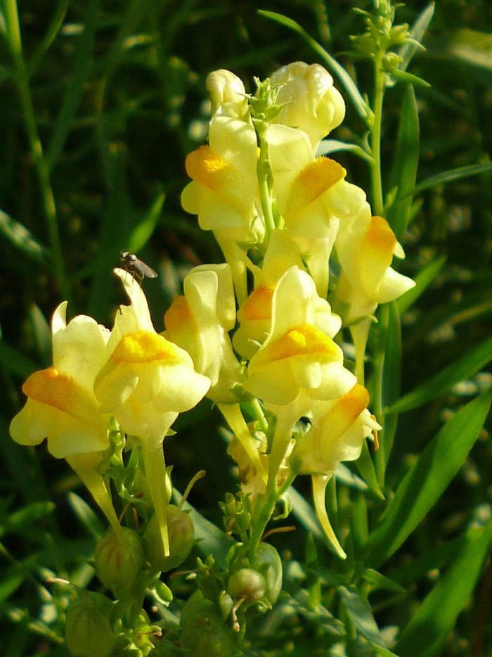 Льнянка обыкновенная