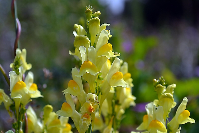 Льнянка обыкновенная linaria vulgaris