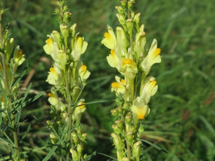 Льнянка обыкновенная linaria vulgaris