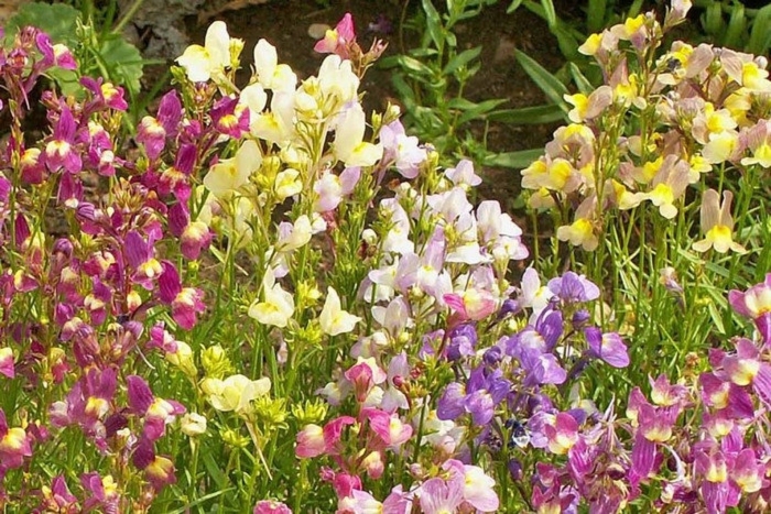 Льнянка душистая