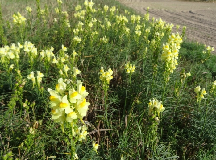Льнянка обыкновенная linaria vulgaris