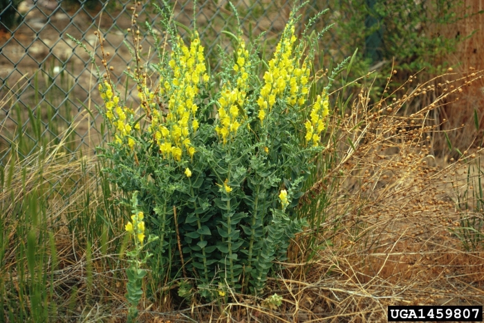 Baptisia tinctoria