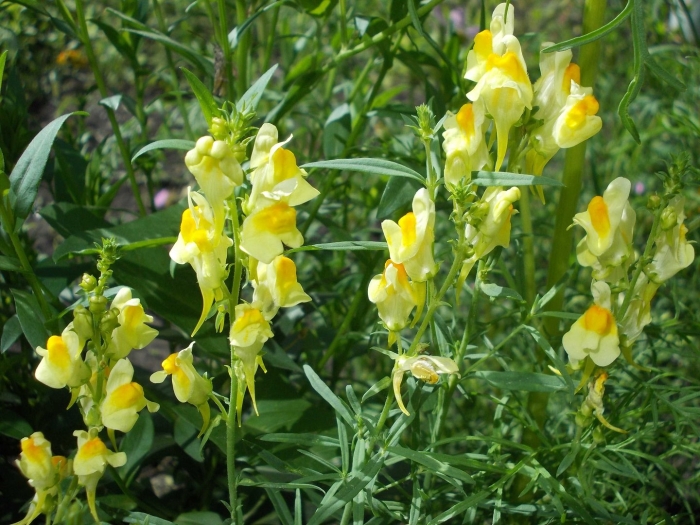 Льнянка обыкновенная (linaria vulgaris mill.).