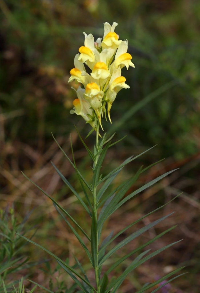 Льнянка обыкновенная linaria vulgaris