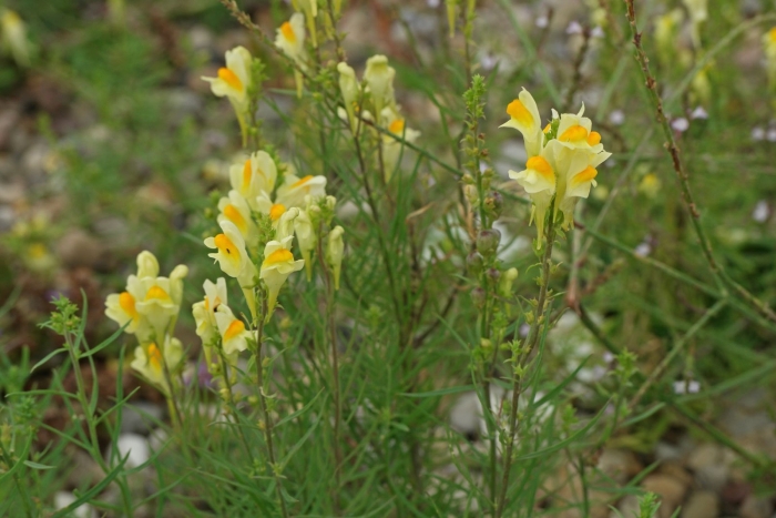 Льнянка обыкновенная linaria vulgaris