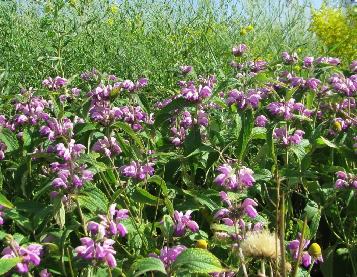 Phlomis herba venti