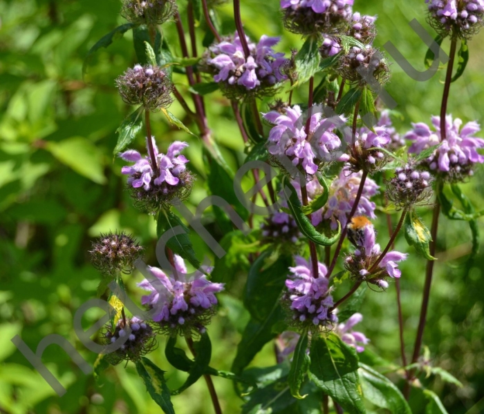 Phlomis tuberosa
