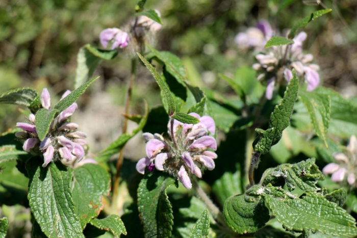 Зопник клубненосный (phlomis tuberosa)