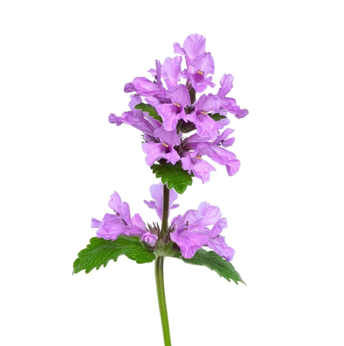 Буквица лекарственная betonica officinalis