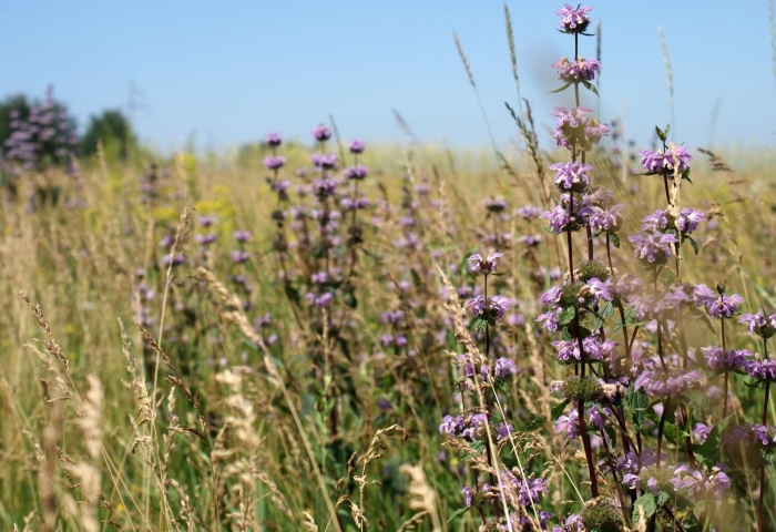 Phlomis tuberosa