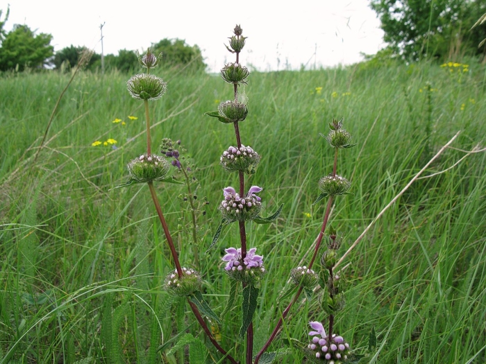Зопник клубненосный (phlomis tuberosa)