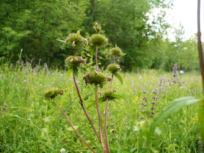 Phlomoides tuberosa
