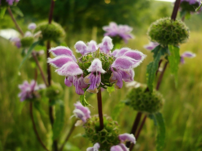 Зопник колючий железняк