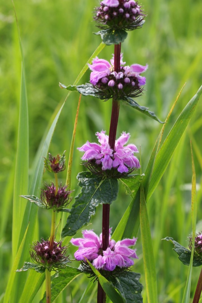 Зопник клубненосный (phlomis tuberosa)