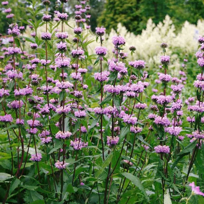 Зопник клубненосный (phlomis tuberosa)