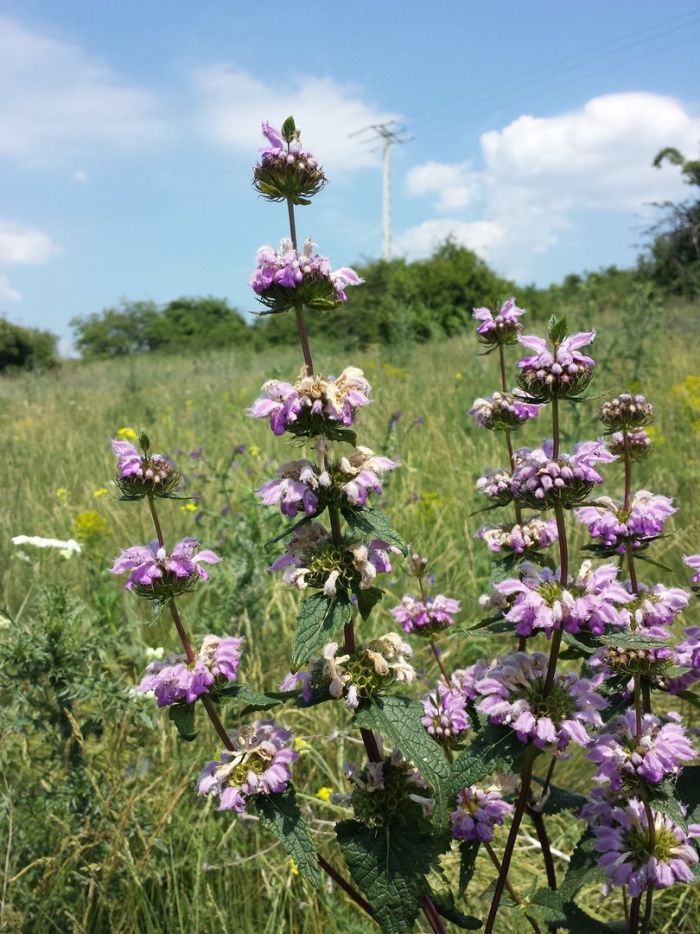 Phlomis tuberosa