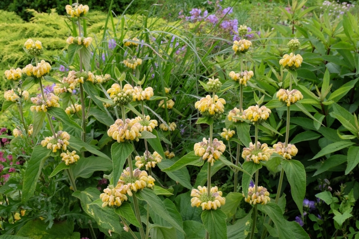 Phlomis russeliana