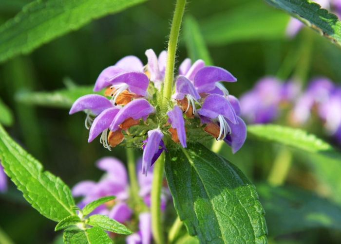 Зопник луговой