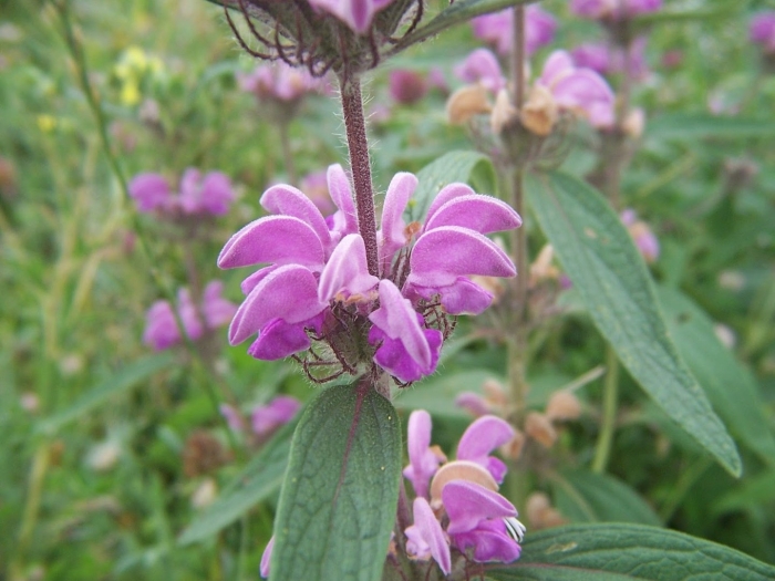 Зопник крымский