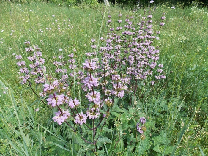 Зопник колючий железняк