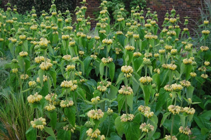 Зопник russeliana