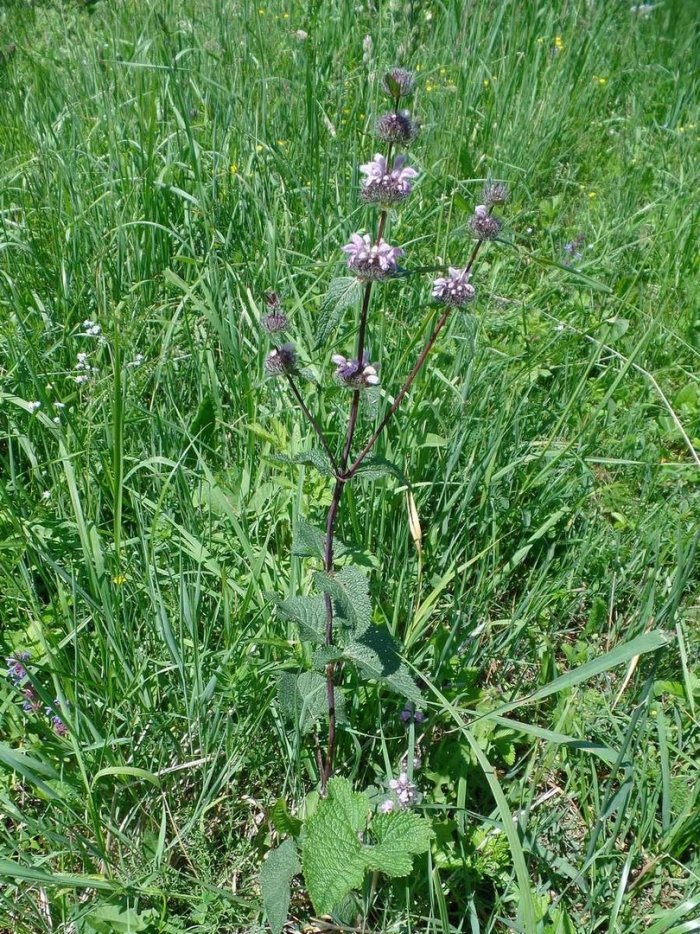 Зопник колючий