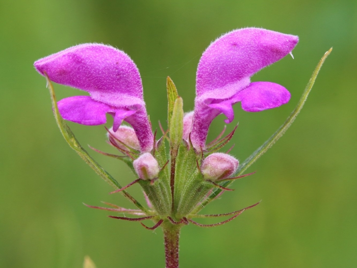 Железняк зопник трава