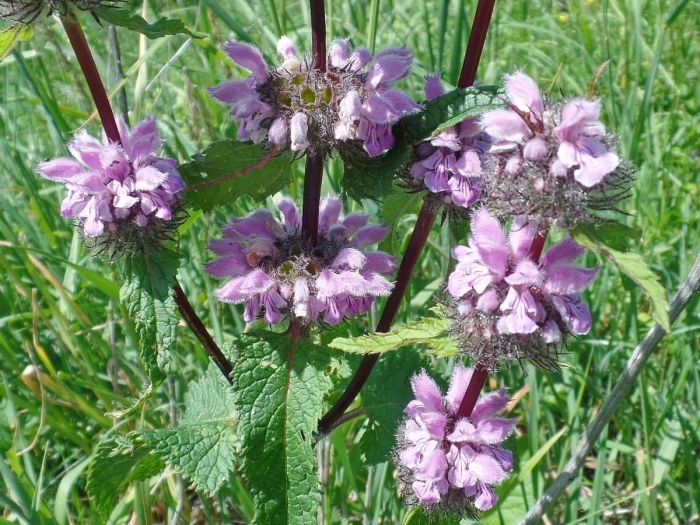 Зопник колючий железняк