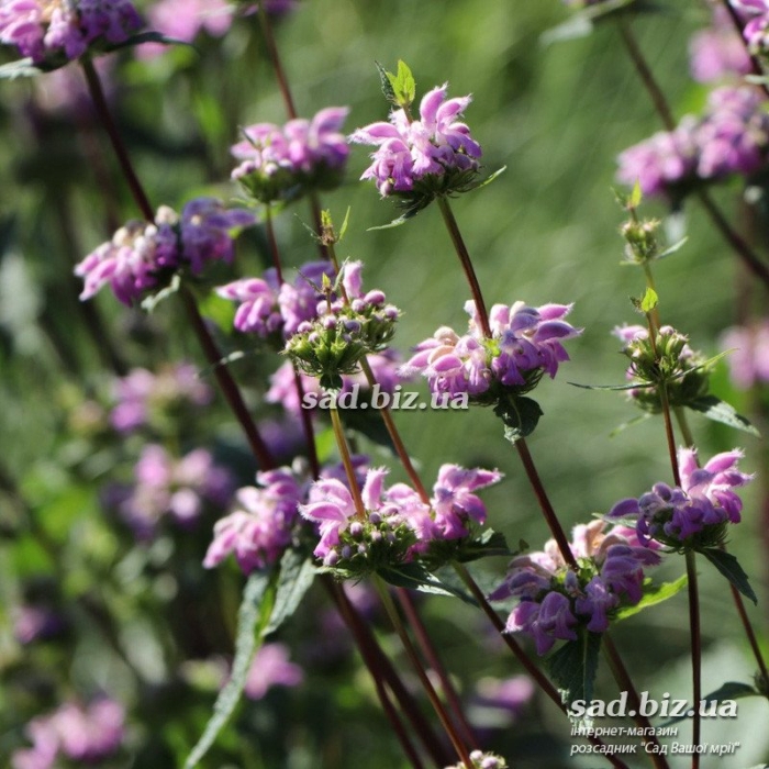 Зопник железняк