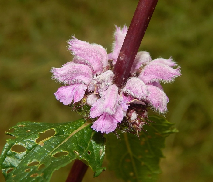 Phlomis tuberosa