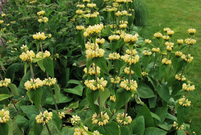 Зопник phlomis russeliana