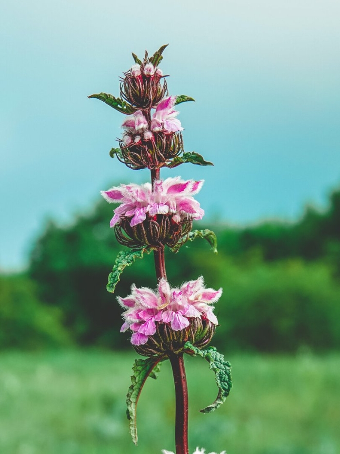 Зопник клубненосный трава