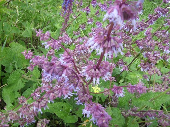 Salvia verticillata purple rain