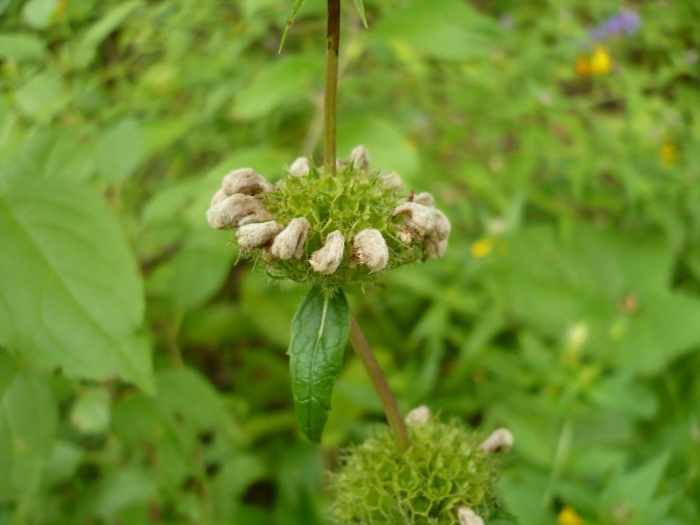 Зопник phlomis russeliana