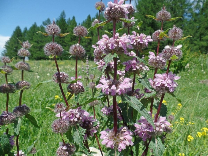 Зопник клубневой