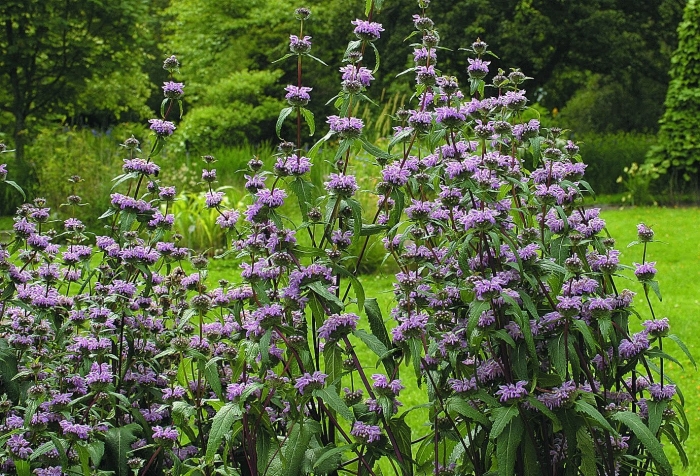 Зопник клубненосный phlomis