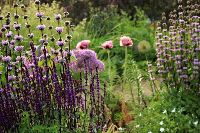 Зопник клубненосный амазон
