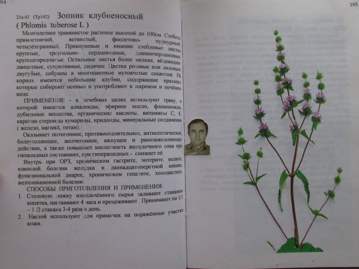 Зопник клубненосный цветок