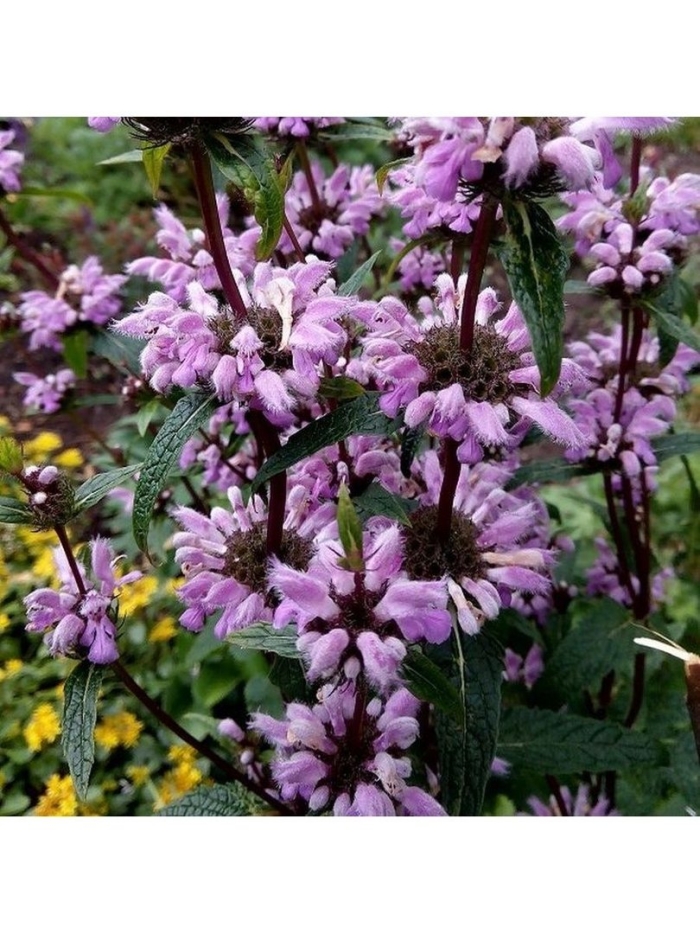 Зопник клубненосный (phlomis tuberosa)