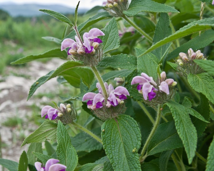 Phlomis pungens
