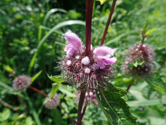 Зопник колючий