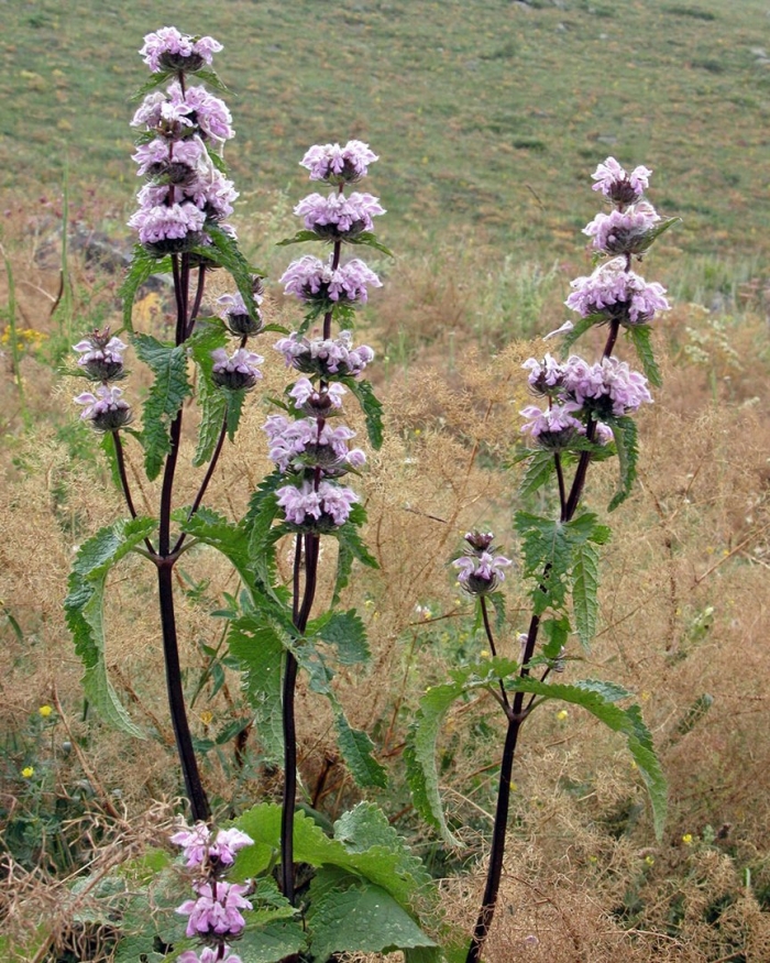 Phlomoides tuberosa
